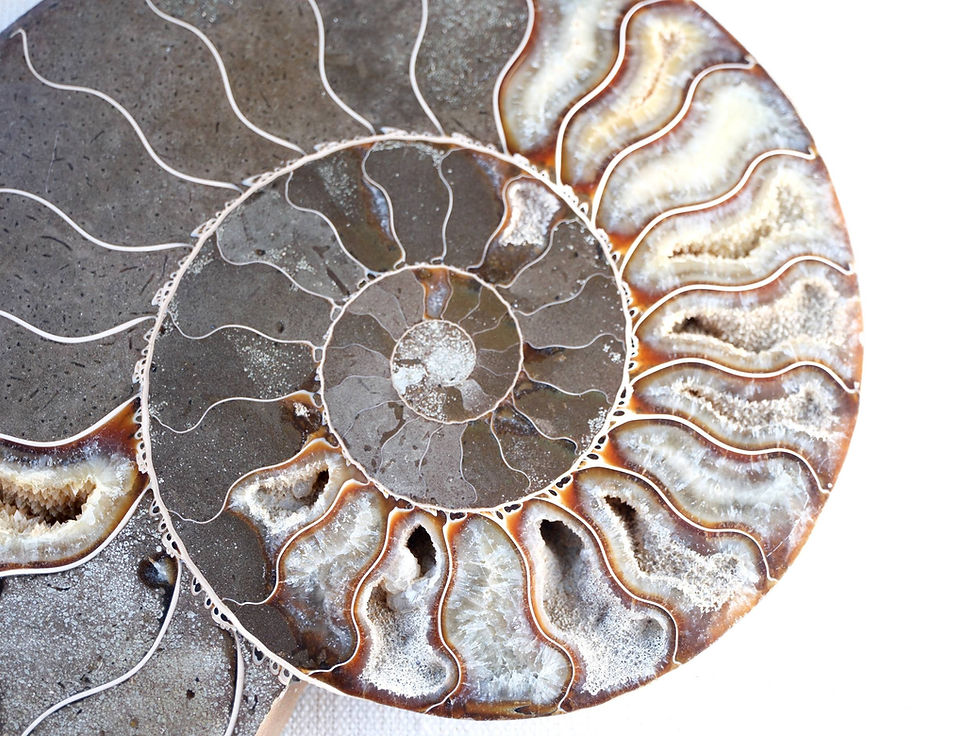 Thumbnail: Madagascar  Ammonite - The Architecture of the Spiral