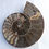Thumbnail: Madagascar  Ammonite - The Architecture of the Spiral