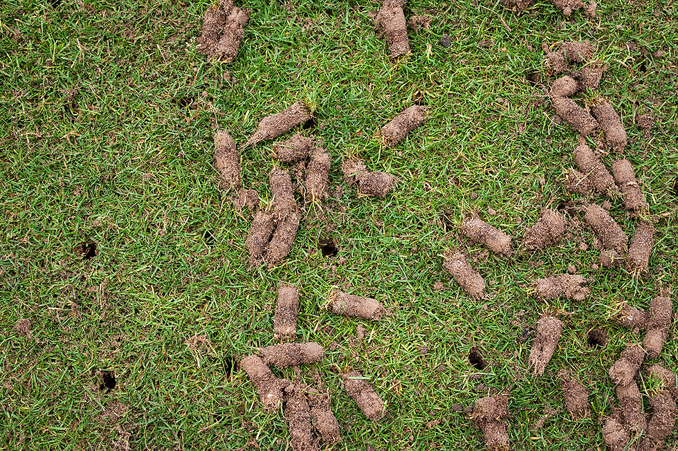 Lawn-plugs_1200x800.png