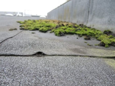 Colonização biológica nas coberturas planas de edifícios