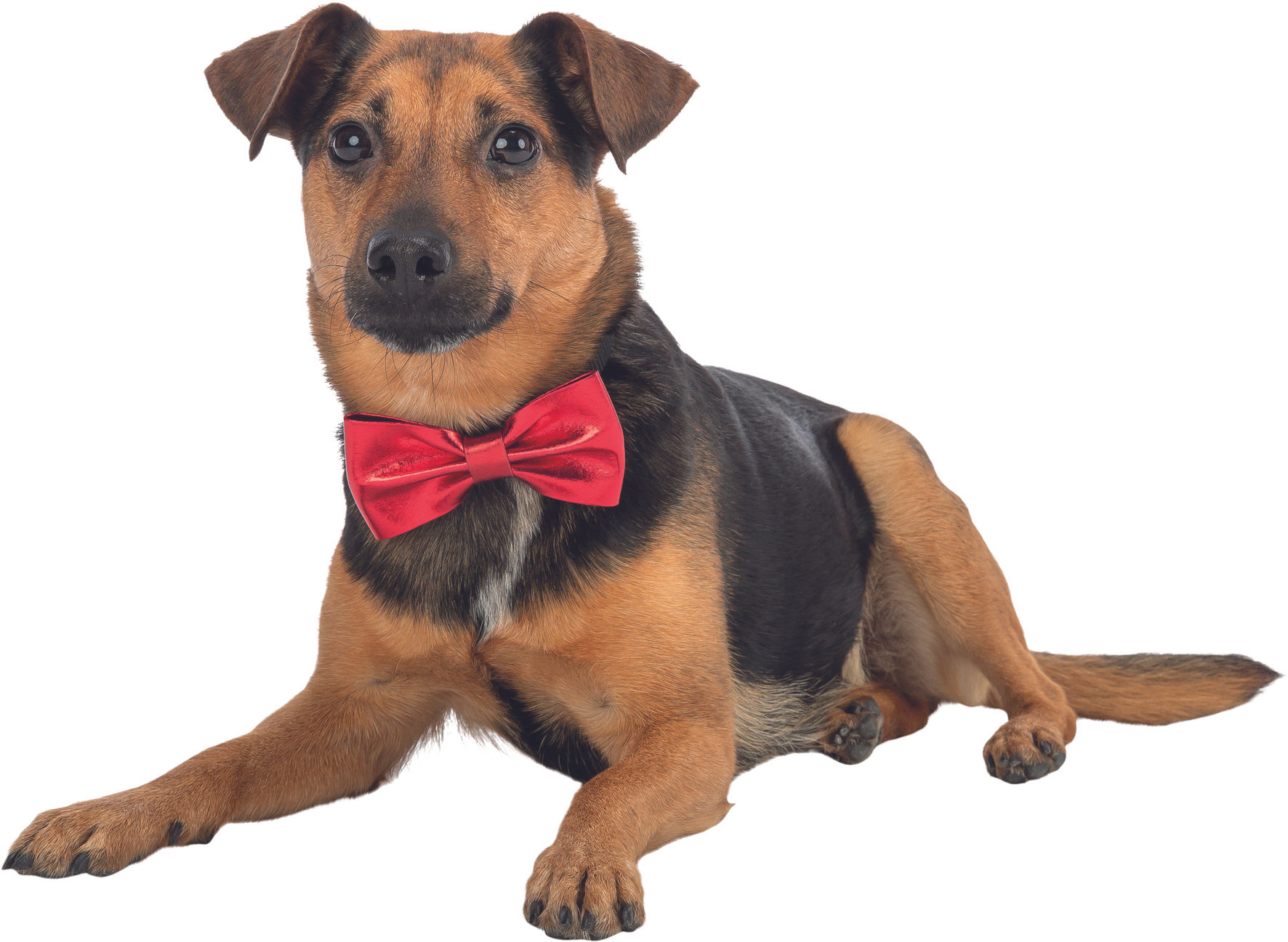 Аксесуар для собак Trixie  Різдвяний метелик 10 см