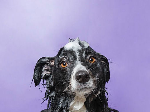 ЯК ПРАВИЛЬНО МИТИ СОБАКУ