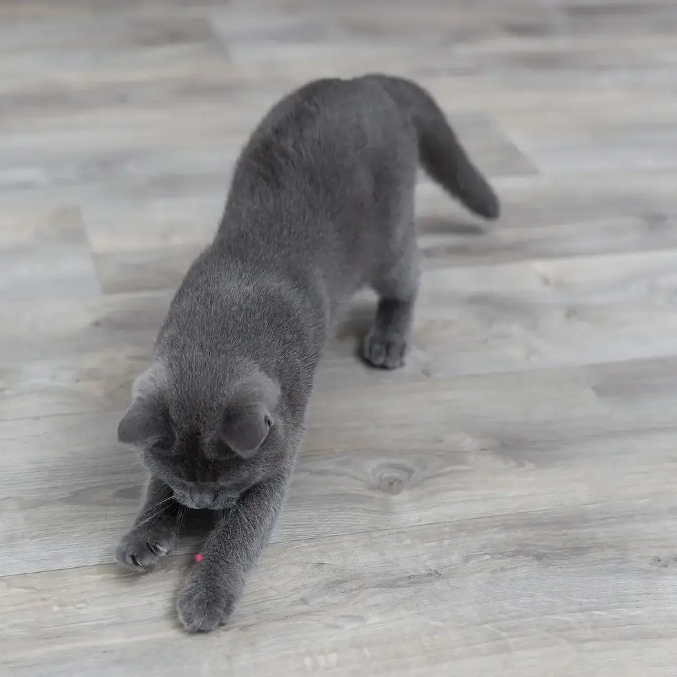 Прев'ю: Іграшка для котів Trixie Лазерна указка «Moving Light» 11 см (пластик) 4