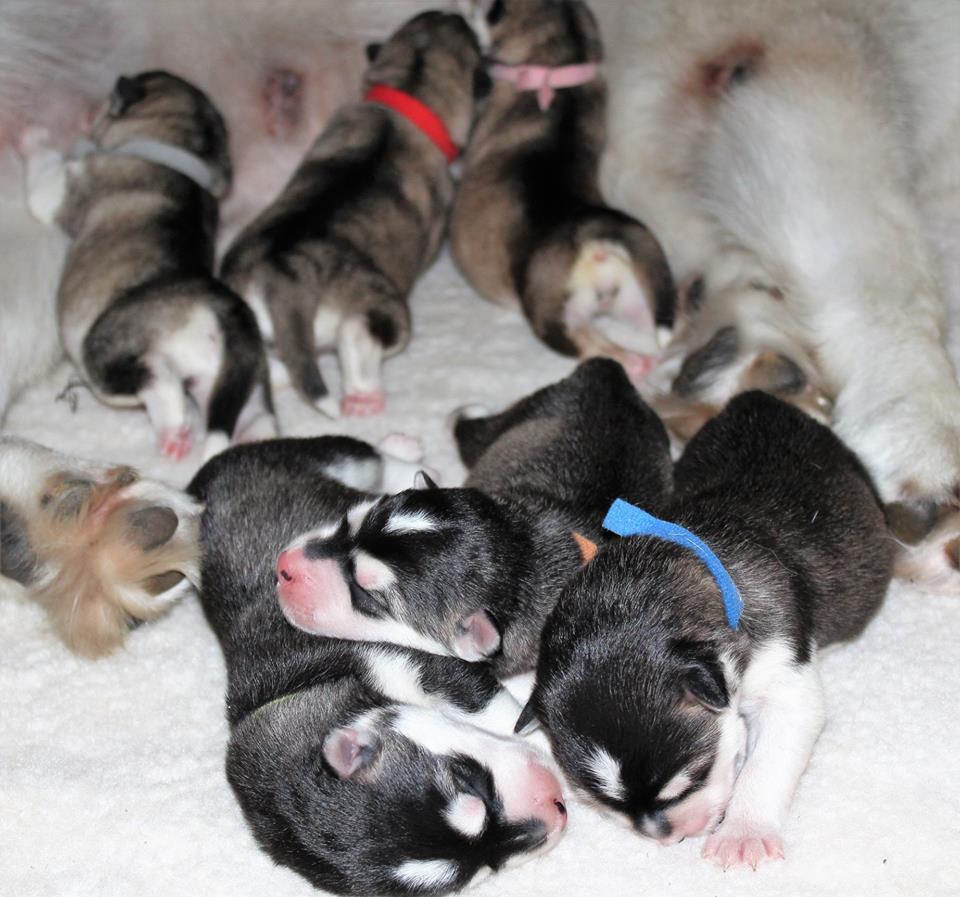 Nanuq's pups has arrived!!