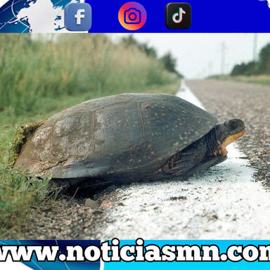 Una nueva aplicación ayuda a los habitantes de Minnesota a rastrear tortugas y mantenerlas seguras mientras cruzan las calles.