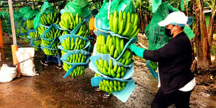 Ecuador: Rusia retomará el suministro de las cinco exportadoras de banano de Ecuador que fueron sancionadas