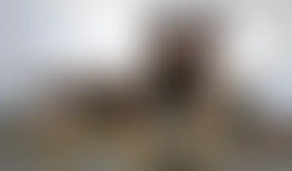 Reportan arrestos en restaurante de Rochester y otras ciudades hoy lunes