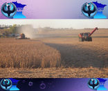 La guerra en Irán aumenta los costos en las granjas de Minnesota en el peor momento 