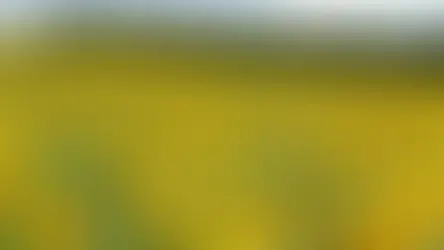 Una amplia gama de programas agrícolas y ambientales de Minnesota enfrentan un futuro incierto por recortes de Trump, agricultores de Minnesota estan preocupados