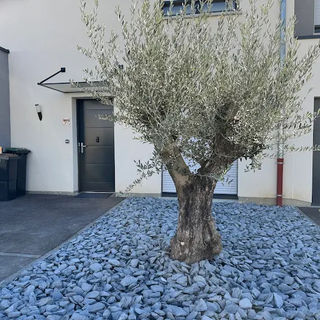 Aménagement devanture de maison avec un olivier et des pierres grises