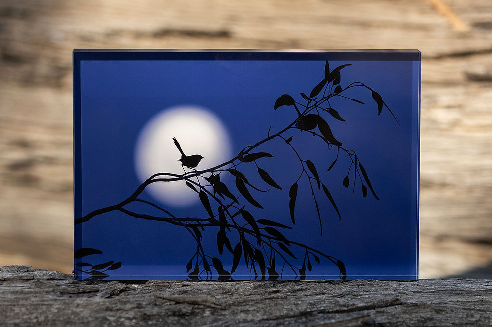 Premium 12" x 8" Photo Tile — Fairy Wren