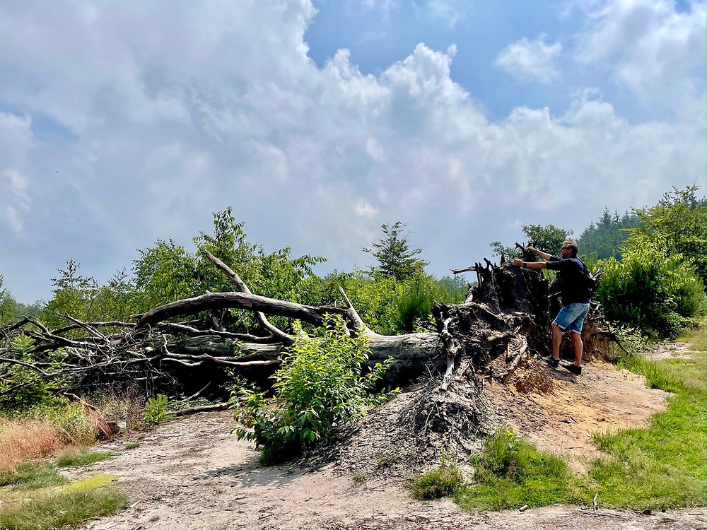 wandelen-leesten-paarse-paaltjesroute