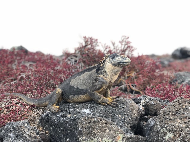 Galapagos
