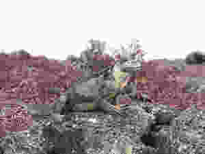 Galapagos