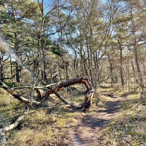 wandelen-schoorl