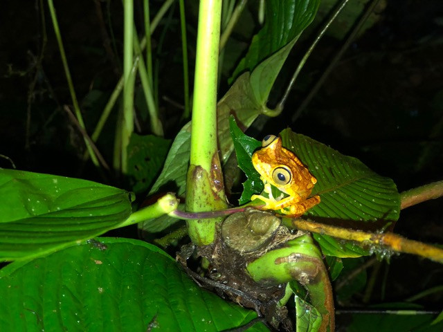 Mashpi-lodge-ecuador