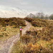 Wandelroute Speulderbos: hei, schapen en oeroud bos