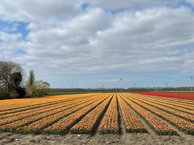 flevoland-tulpenroute