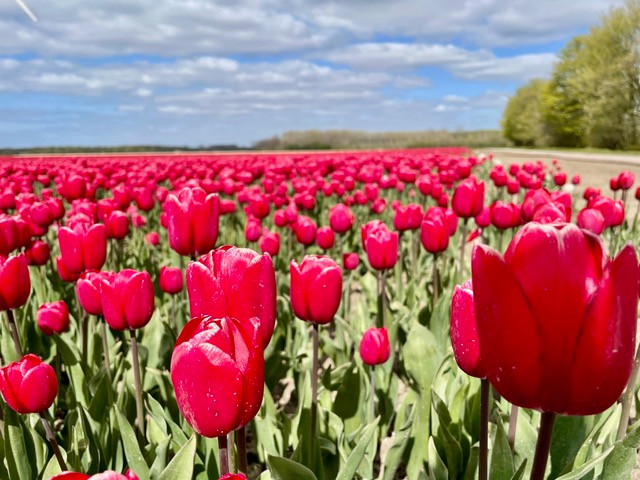 flevoland-tulpenroute