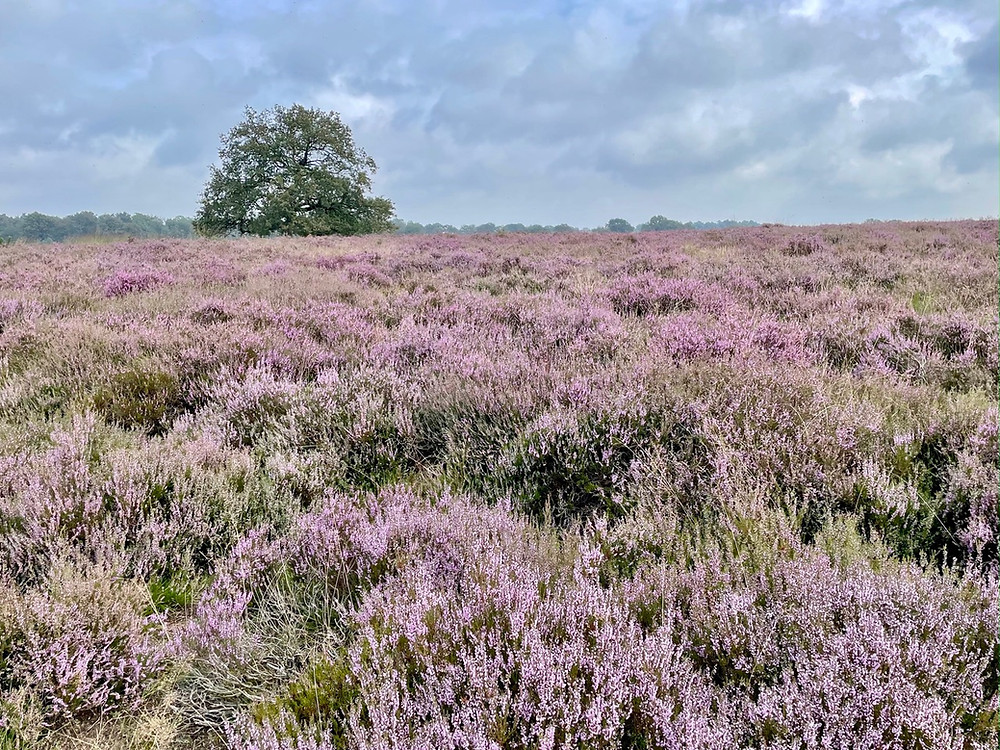 wandelen-deelerwoud