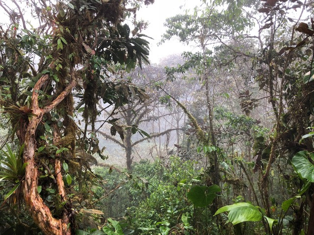 Mashpi-lodge-ecuador