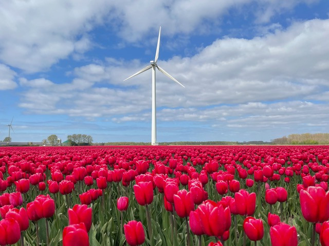 flevoland-tulpenroute