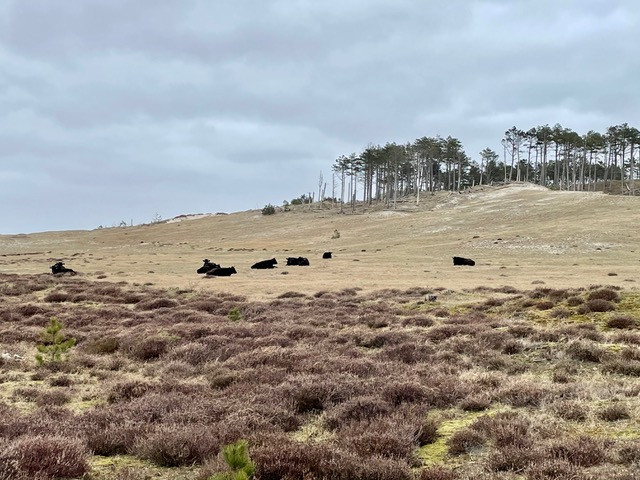 wandelroute-schoorl