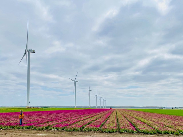 flevoland-tulpenroute