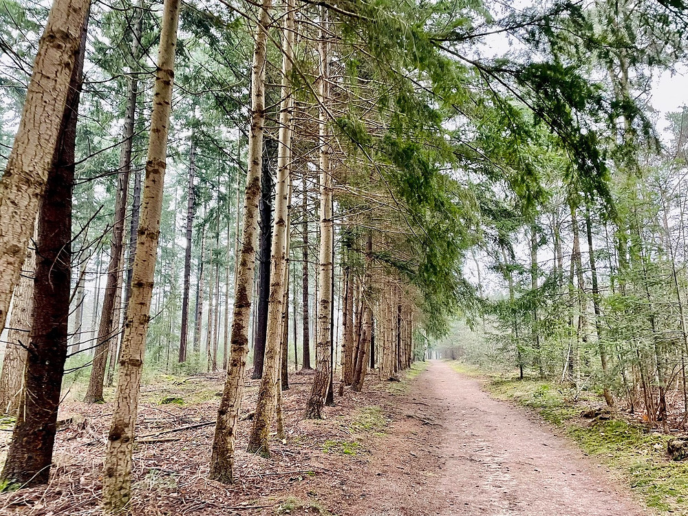 wandelroute-lochemse-berg