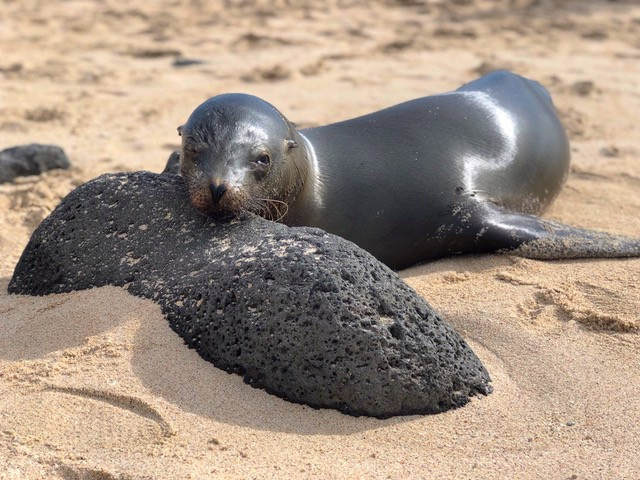 Galapagos