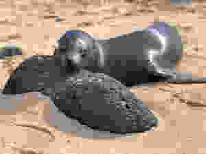 Galapagos