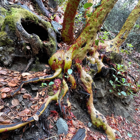 wandelen-cyprus-troodos