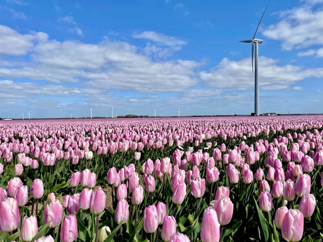 flevoland-tulpenroute