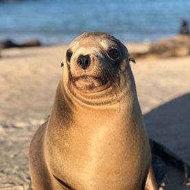 Boobies op de Galapagos
