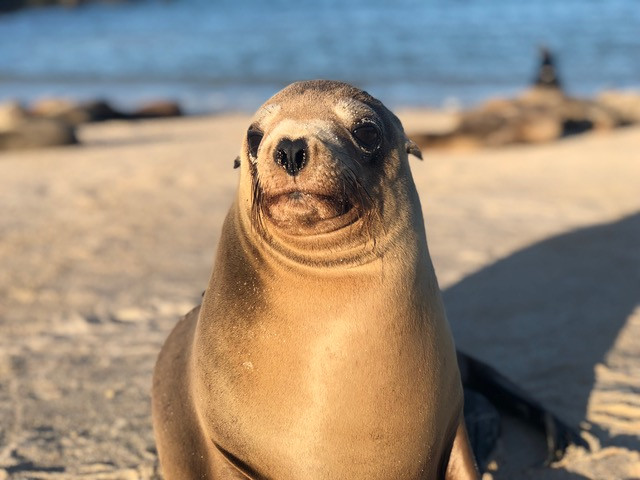 Galapagos