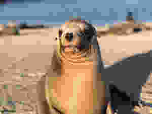 Galapagos