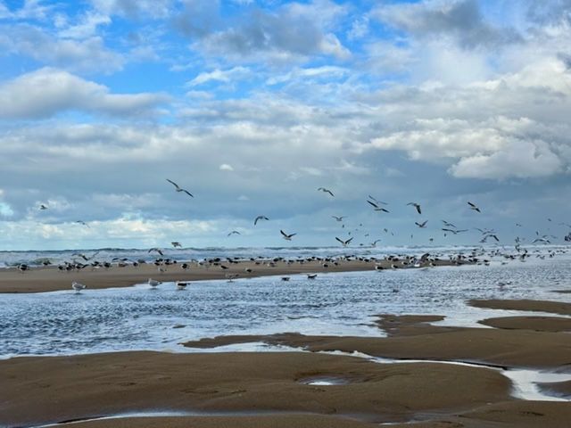 wandelen-scheveningen