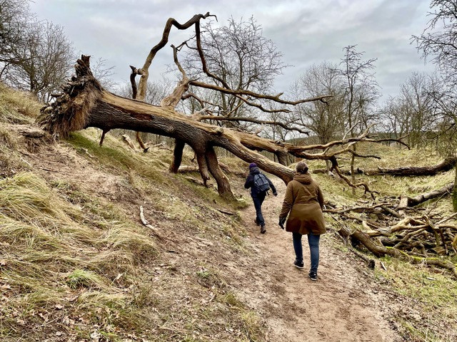 wandelroute-kennemerduinen