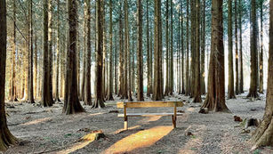 Wandelroute de Duintjes: sprookjesbos in Garderen