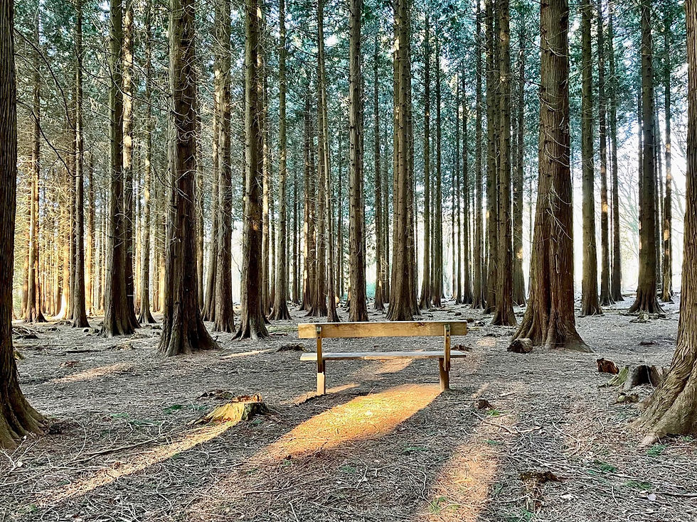 Wandelroute de Duintjes: sprookjesbos in Garderen