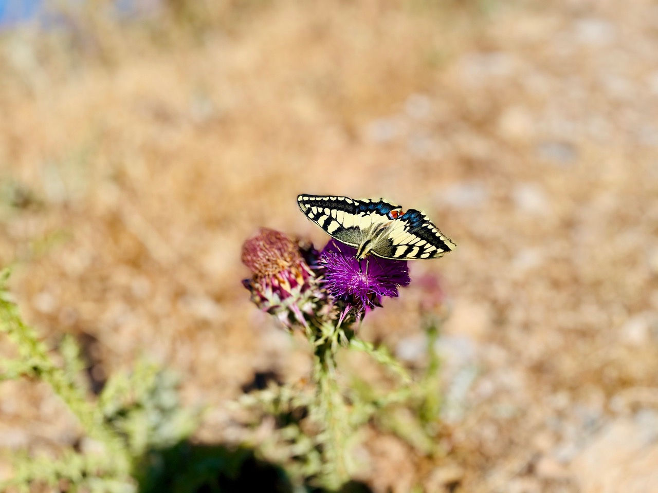 crete-hiking-plakias
