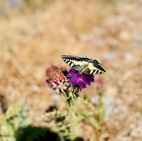 Kreta-Wandern-Plakias