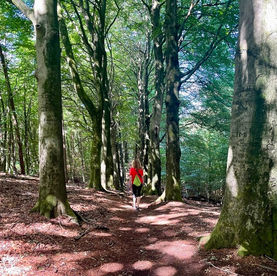 NS Wandeling Dieren – Rheden: Veluwezoom op zijn best!