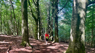 NS Wandeling Dieren – Rheden: Veluwezoom op zijn best!