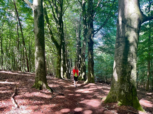 ns-wandeling-dieren-rheden