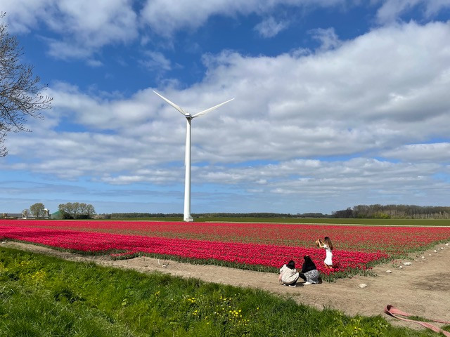 flevoland-tulpenroute