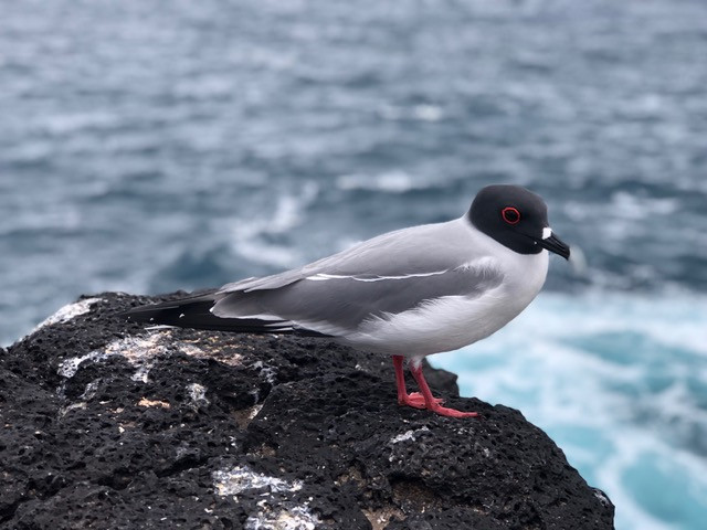 Galapagos