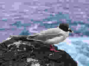 Galapagos
