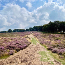 Wandelen Deelerwoud: een paars-gele kleurenpracht