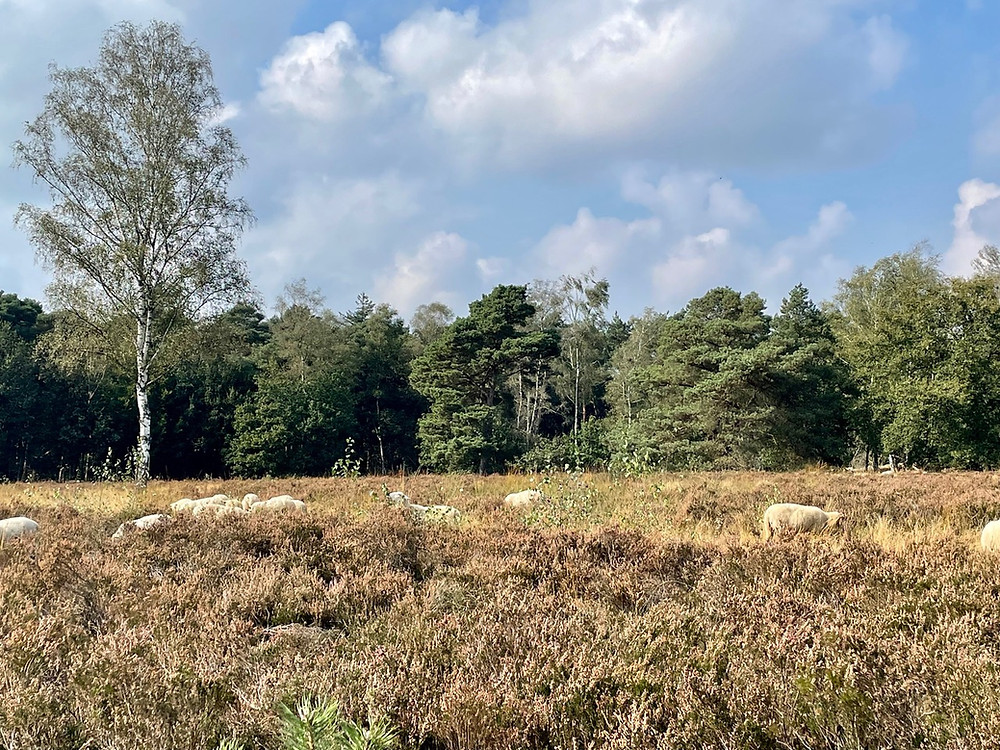 wandelen-heumensoord